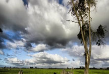 开云体育官网-紫百合客场凋零之谜：当亚平宁风暴席卷文艺复兴之心