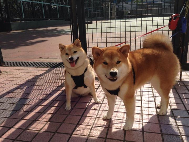 年度焦点之战之夜，维尼修斯压制级发挥，闪耀绿茵场