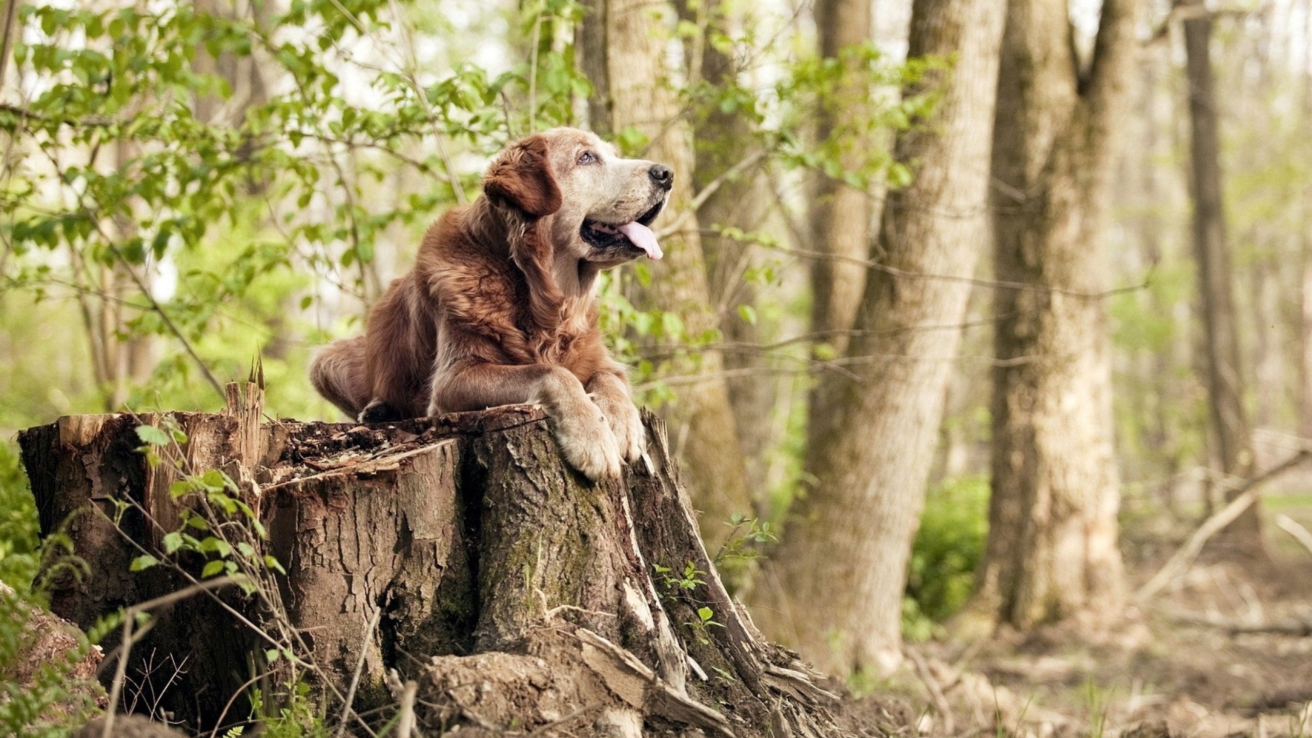 凯尔特人掀翻步行者，克莱持续制造杀伤