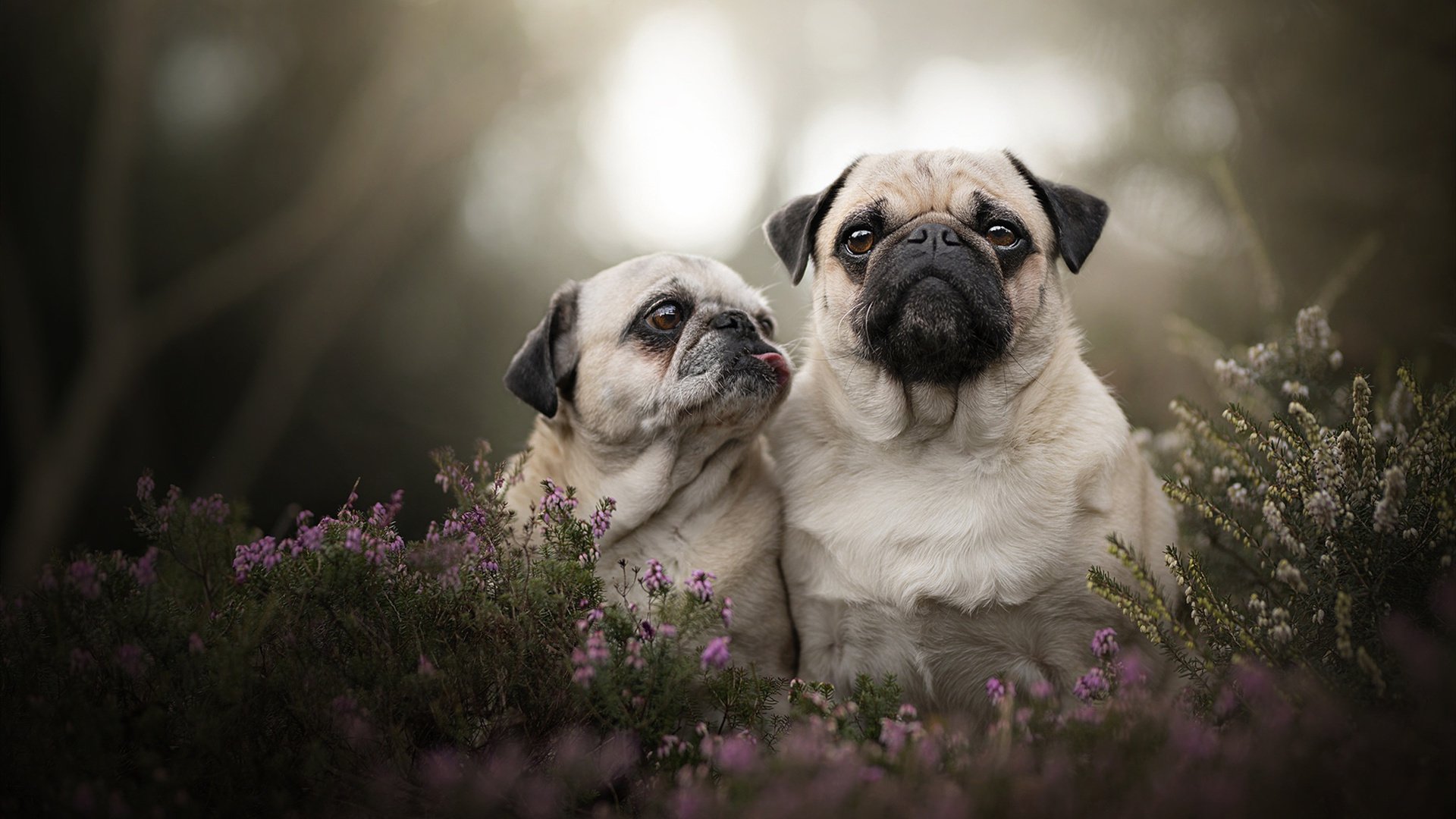 开云官网-欧冠淘汰赛焦点战，底特律活塞逆袭带走广东宏远，篮球跨界盛宴引全球瞩目