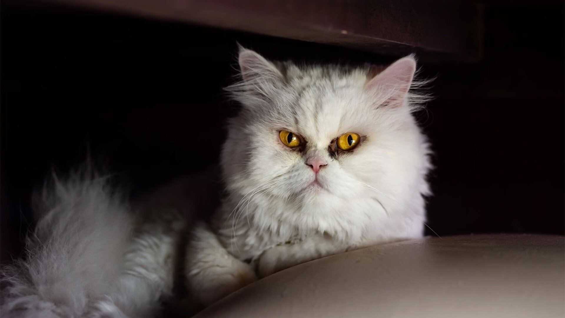 布雷默，阿根廷的黑塔！