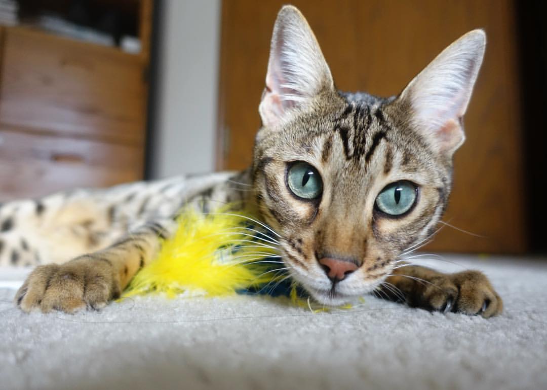 布伦森，那个用指尖拨动命运天平的人