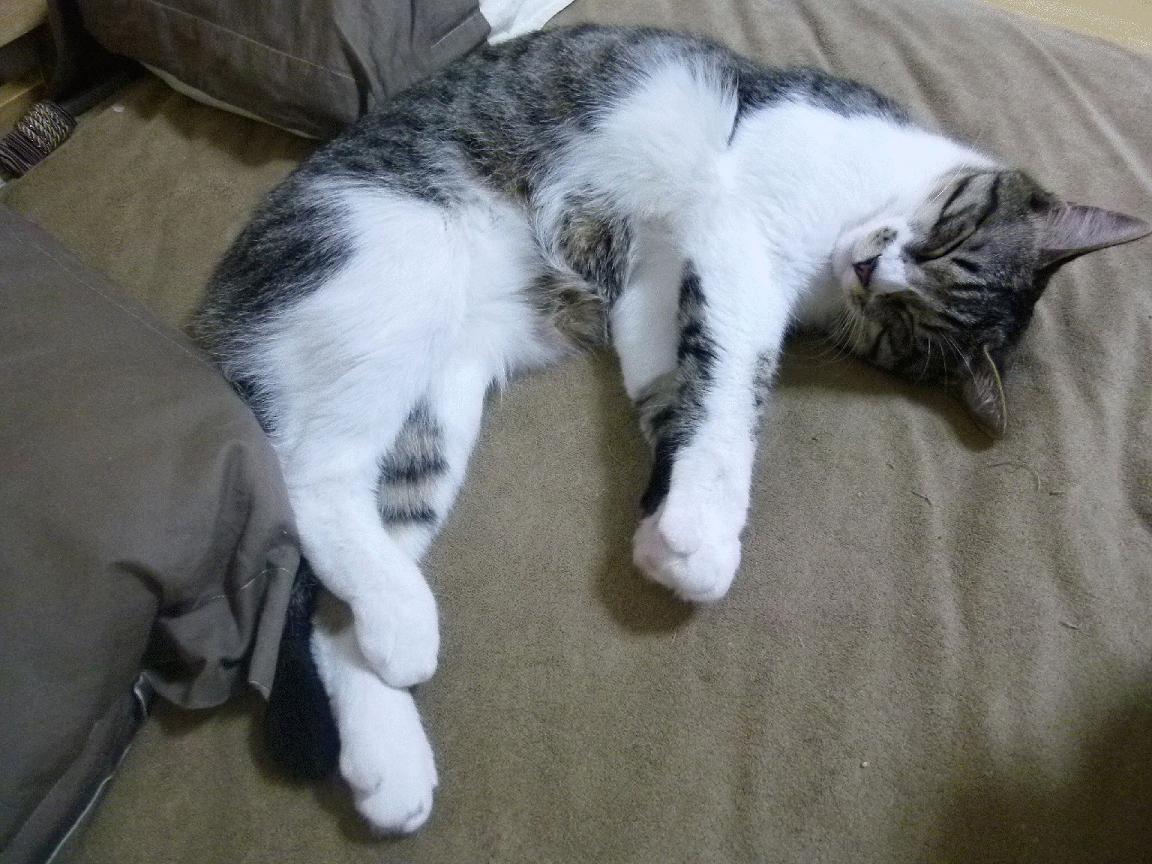 北境烽火，当欧洲王者用总决赛强度碾过非洲雄鹰