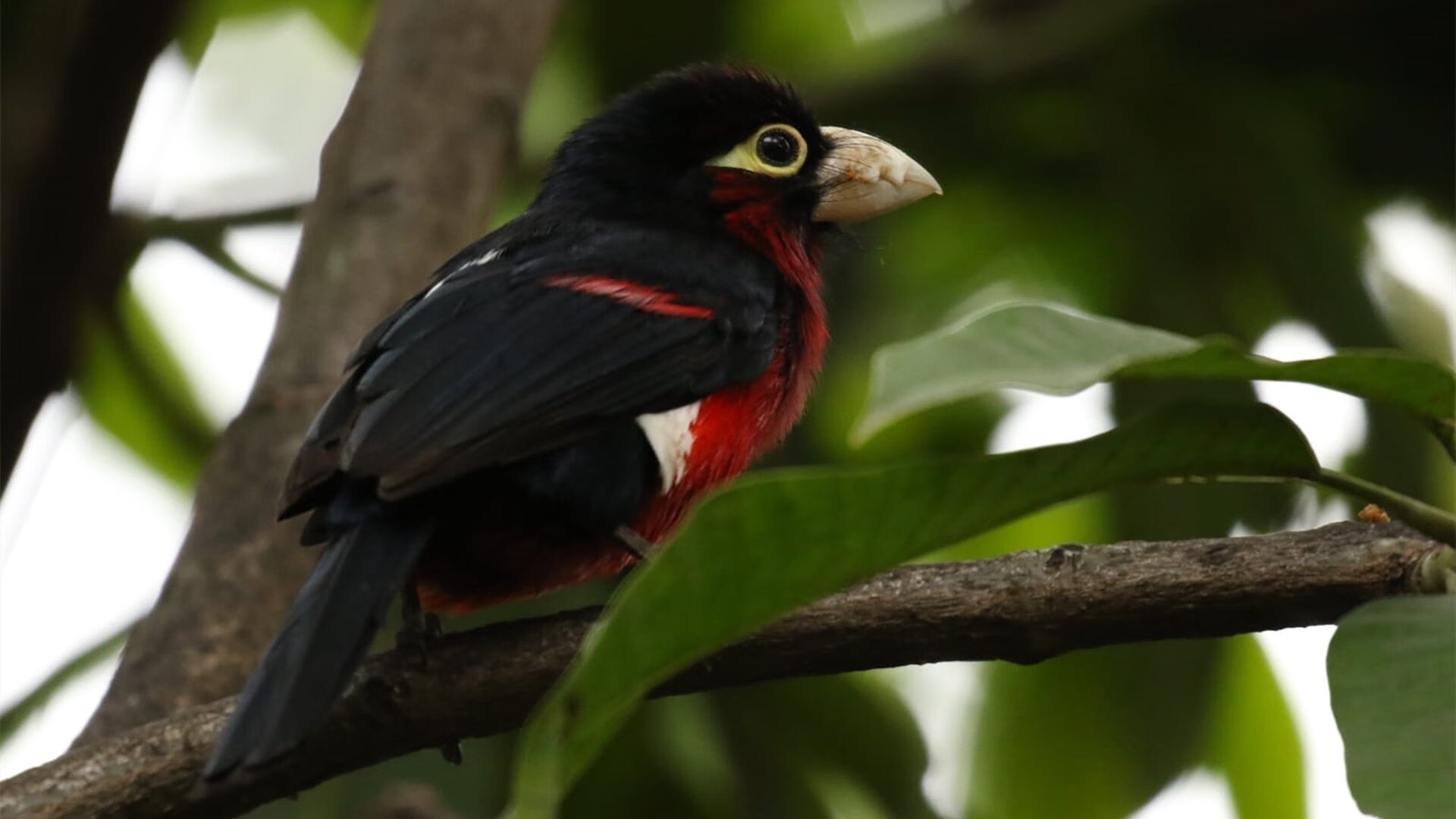 跨界狂想，当内马尔在NBA总决赛接管比赛，阿根廷与洪都拉斯的血拼暗战