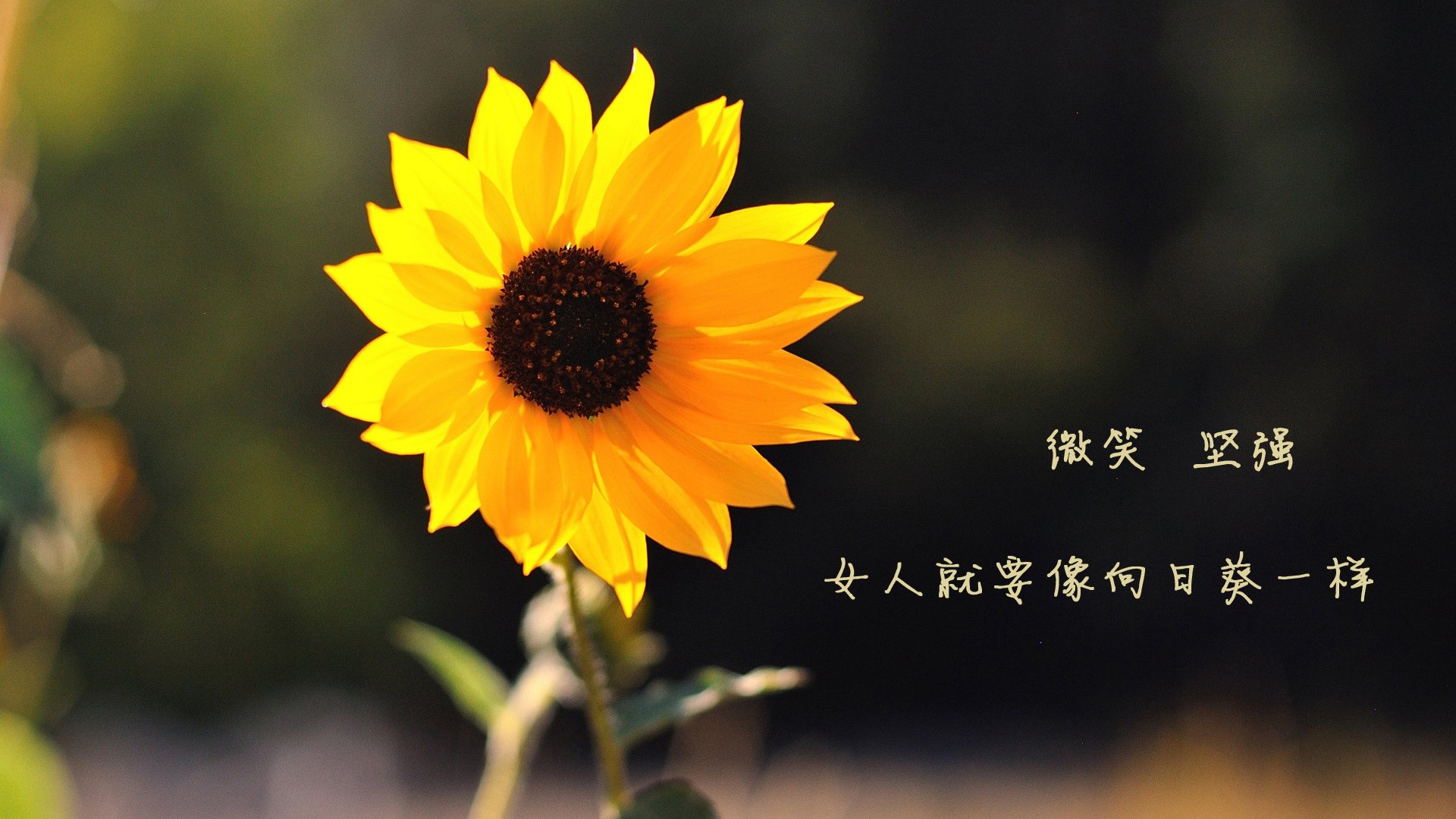 绿茵场与篮球馆的双重奏，意甲焦点战烽火连天，太阳击溃步行者闪耀篮坛