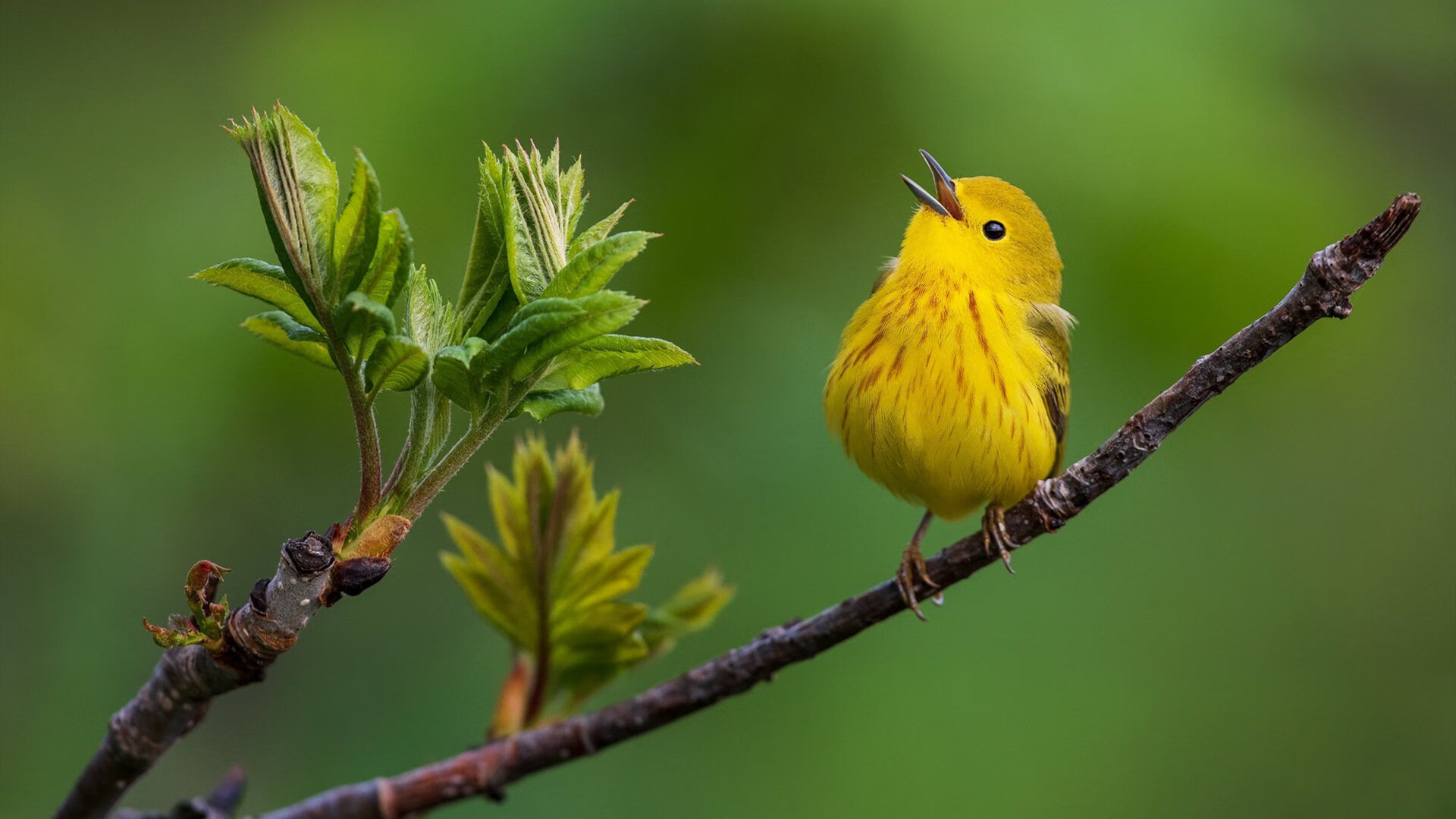 开云下载-布克狂砍42分闪耀全场，火箭早定胜局终结尼克斯悬念