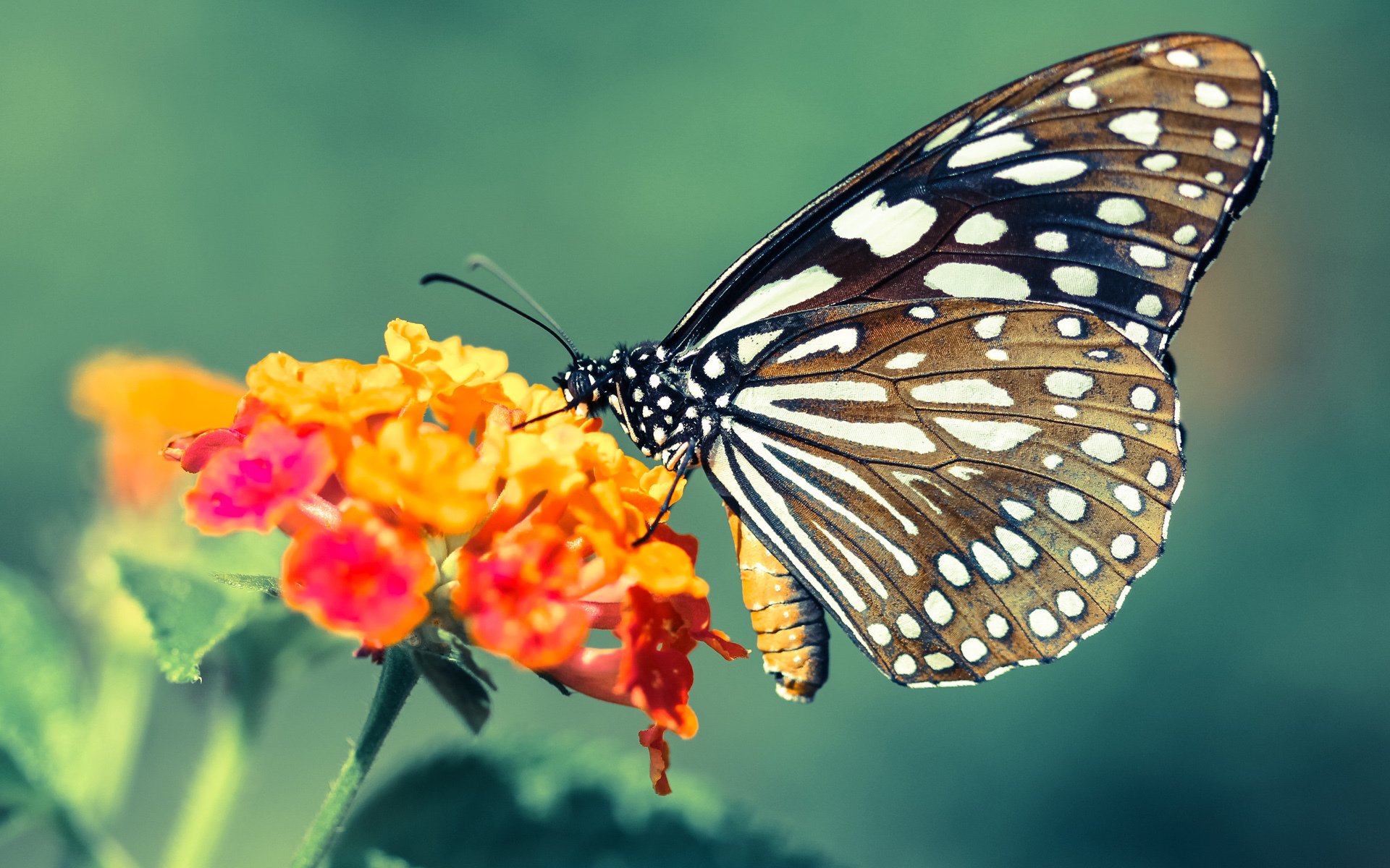 阿什拉夫双响炮，引爆欧冠王座之战