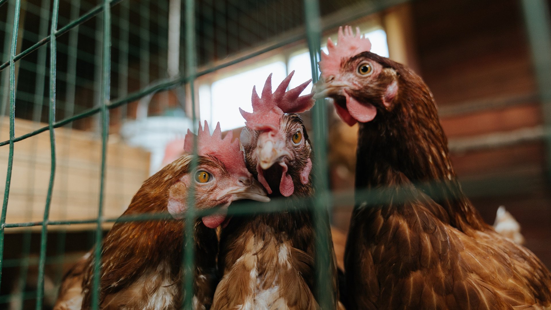 铁闸阿坎吉头球定河山！巴黎决战希腊演绎欧冠史诗