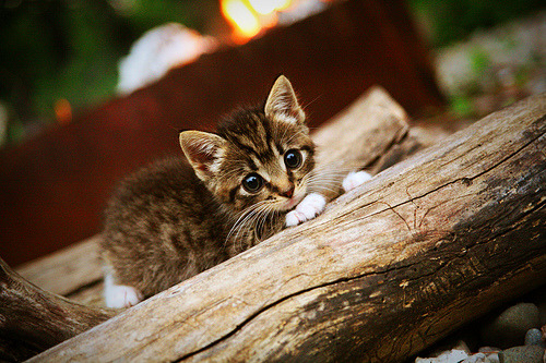 开云体育登录-寒光一闪！德罗赞化身刺客，关键一刀刺穿老鹰咽喉