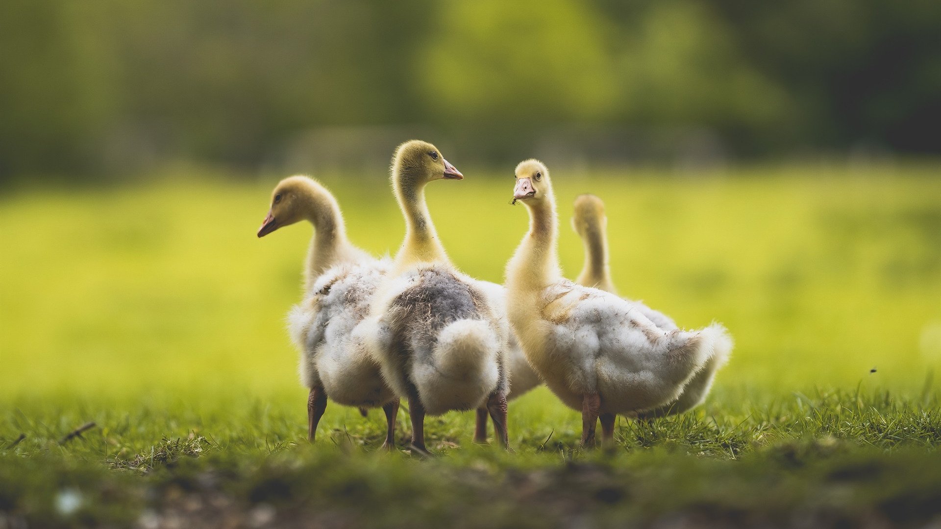 开云体育登录-教科书上写满理性，鏖战中沸腾热血，足球的冰与火之歌