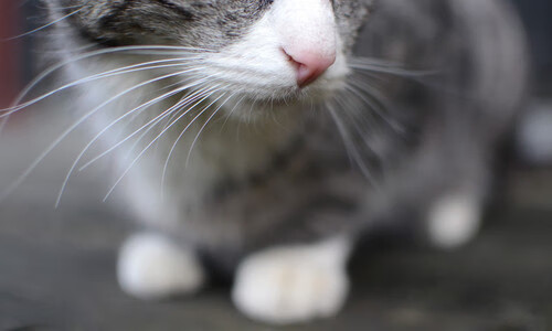 保罗的交响乐，指挥时间与空间的艺术