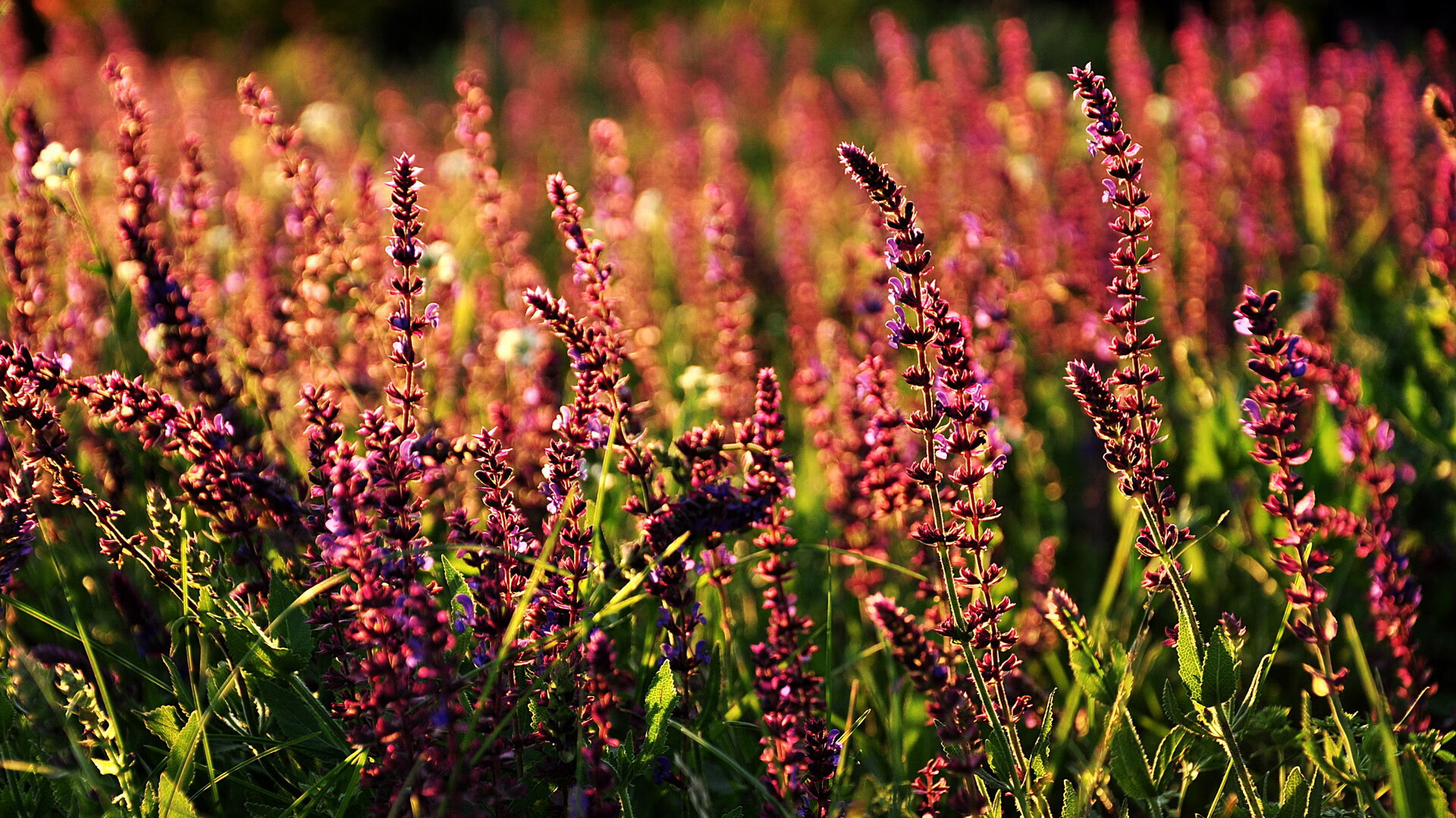 绿茵霸权移师波斯湾,亚特兰大奇迹制霸卡塔尔,皮克关键先生演绎生涯第二春