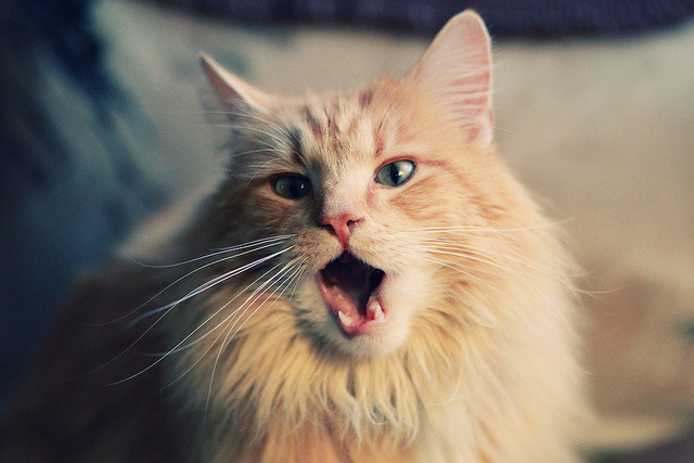 开云体育下载-跨界风云，广厦队碾压国王，武切维奇F1街道赛称王