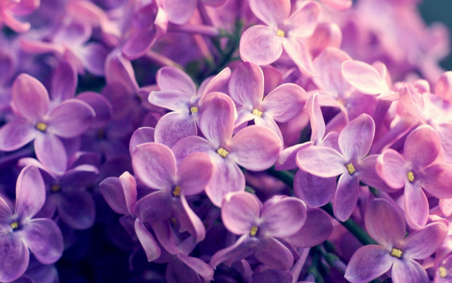 活塞单节狂飙拉开热火,小贾伦欧冠淘汰赛强势接管