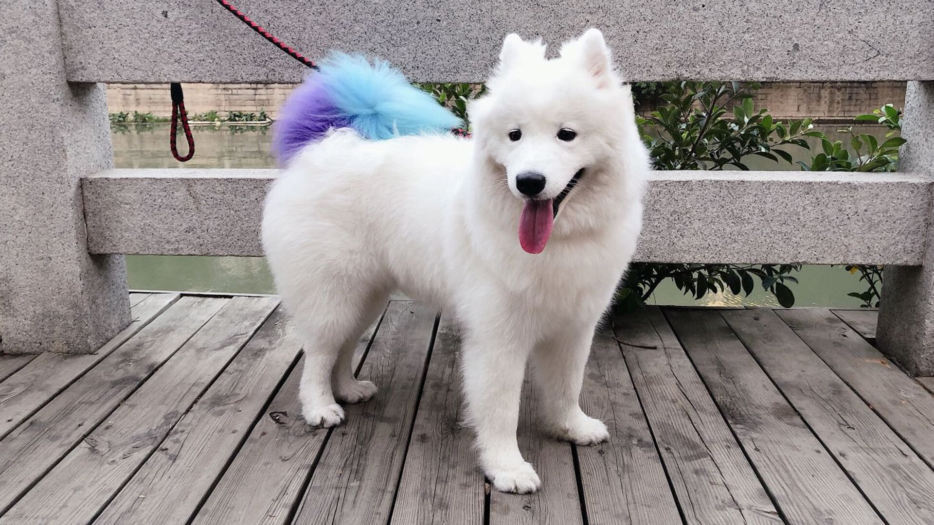 跨界风暴,足球场上的F1战术,卡塞米罗如何驾驶阿根廷险胜皇马