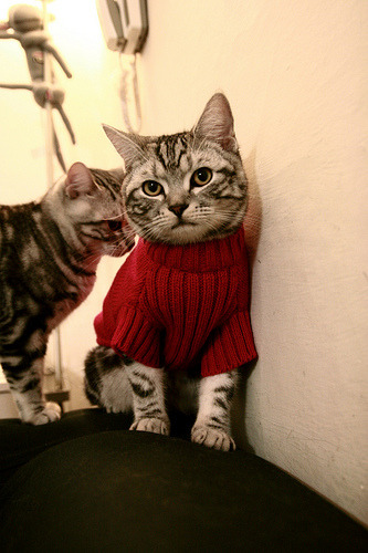 伊布如神兵天降，北非劲旅三球完胜沙特长驱直入